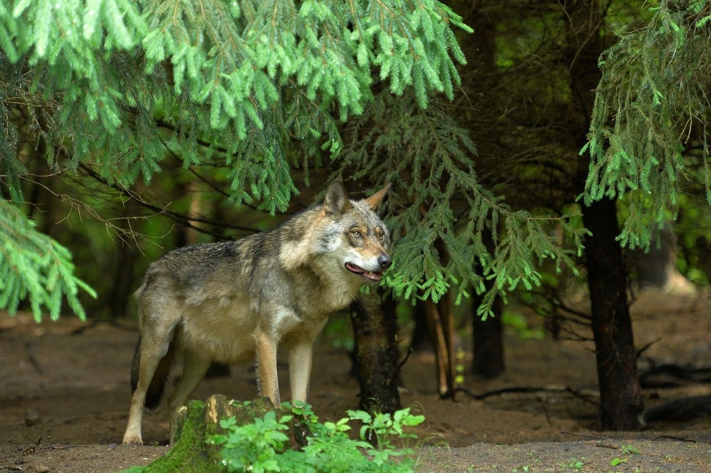 Spotkania z wilkami – co trzeba wiedzieć i jak się zachować